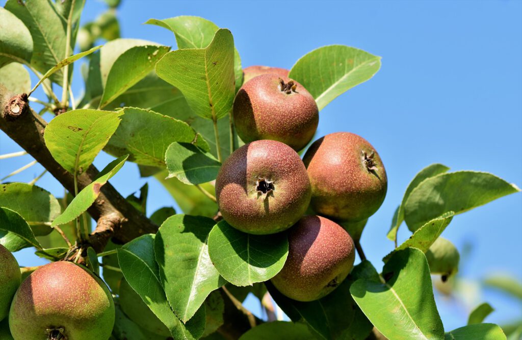fruitteelt B